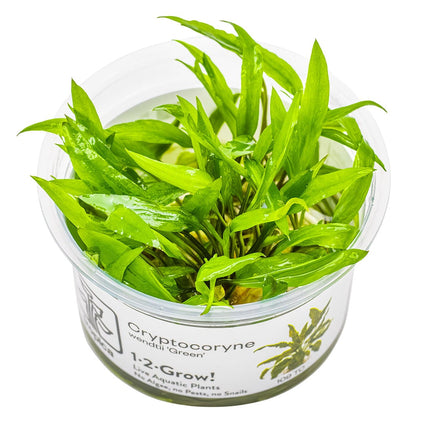 Cryptocoryne wendtii 'Green' InVitro
