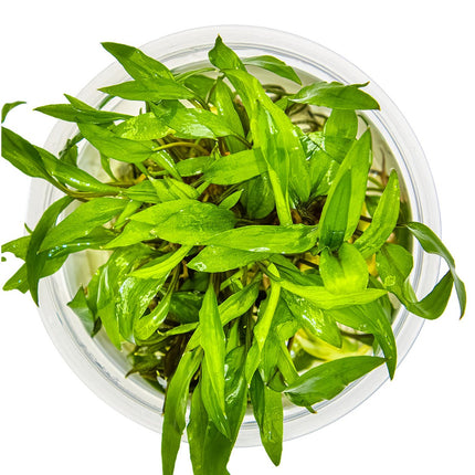 Cryptocoryne wendtii 'Green' von oben