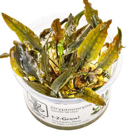 Cryptocoryne wendtii 'Mi Oya' InVitro