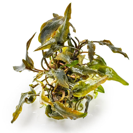 Cryptocoryne wendtii 'Mi Oya'