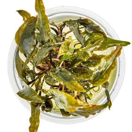 Cryptocoryne wendtii 'Mi Oya' von oben