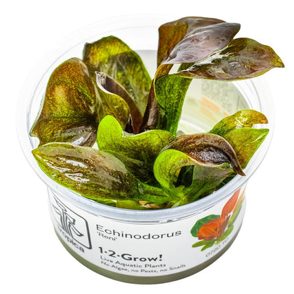 Echinodorus 'Reni' InVitro
