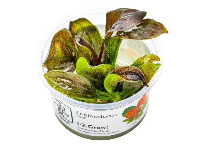 Echinodorus 'Reni' InVitro