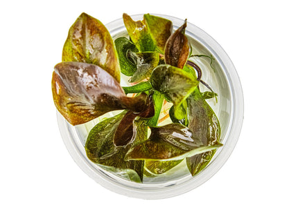 Echinodorus 'Reni' von oben
