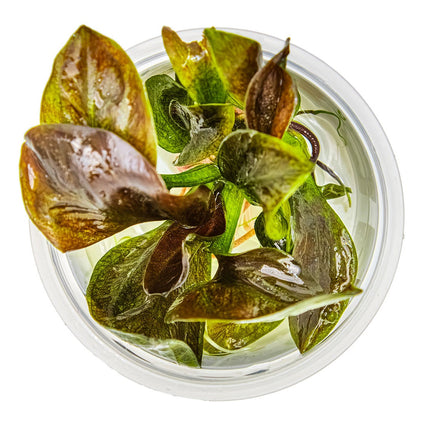 Echinodorus 'Reni' von oben
