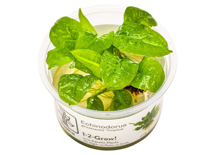 Echinodorus grisebachii 'Tropica' InVitro