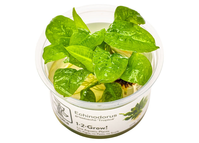 Echinodorus grisebachii 'Tropica' InVitro