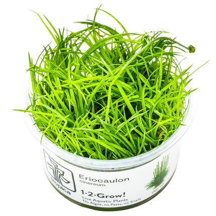 Eleocharis cinerea InVitro Pflanze