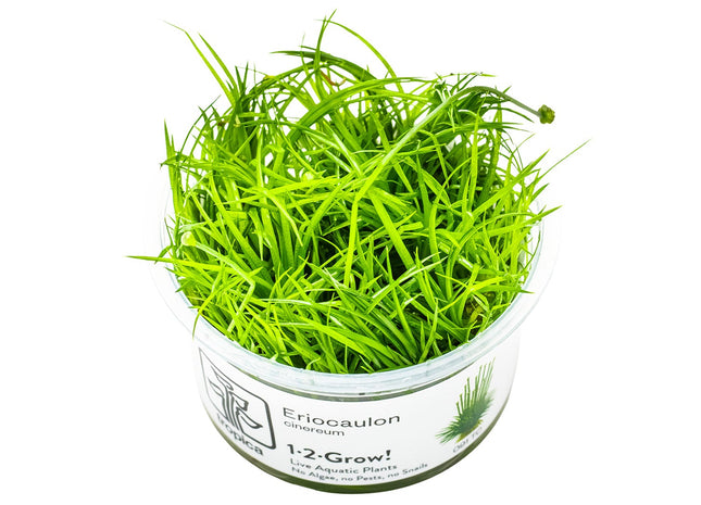 Eleocharis cinerea InVitro Pflanze