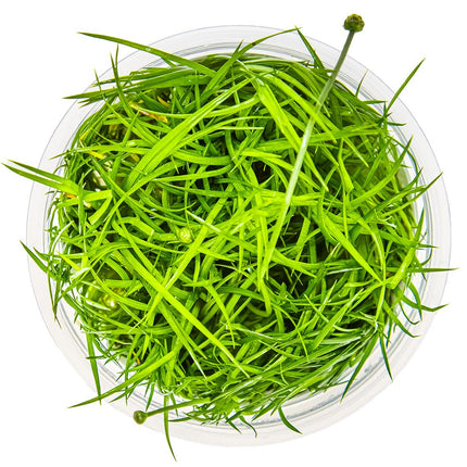Eleocharis cinerea von oben