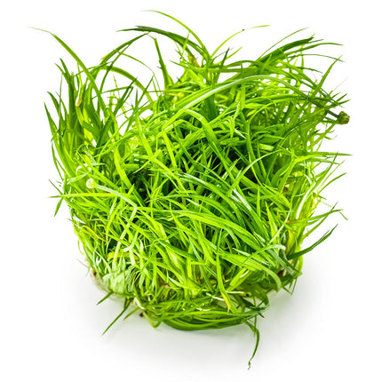 Eleocharis cinerea