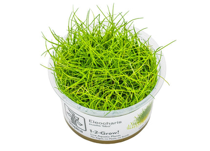 Eleocharis pusilla 'Mini' InVitro