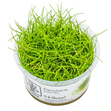 Eleocharis pusilla 'Mini' InVitro