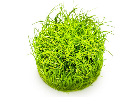 Eleocharis pusilla 'Mini'