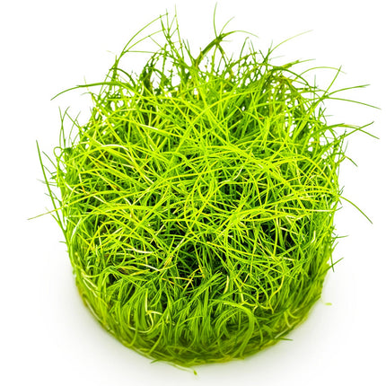 Eleocharis pusilla 'Mini'