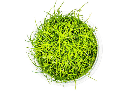 Eleocharis pusilla 'Mini' von oben