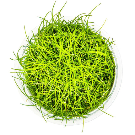 Eleocharis pusilla 'Mini' von oben
