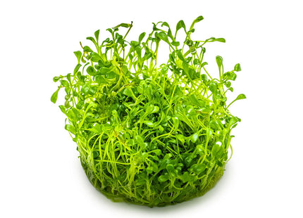 Glossostigma elatinoides