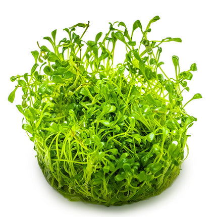 Glossostigma elatinoides
