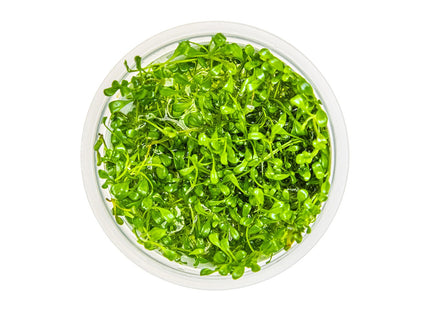 Glossostigma elatinoides von oben