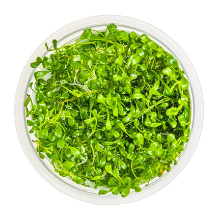 Glossostigma elatinoides von oben