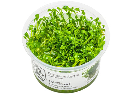 Glossostigma elatinoides InVitro