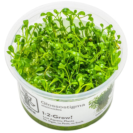 Glossostigma elatinoides InVitro