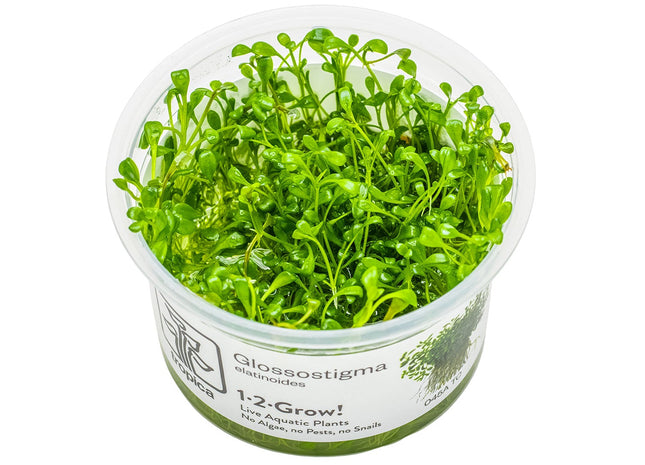 Glossostigma elatinoides InVitro