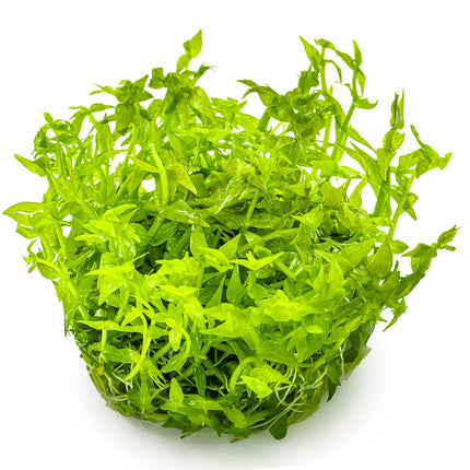Gratiola viscidula