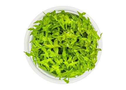 Gratiola viscidula von oben