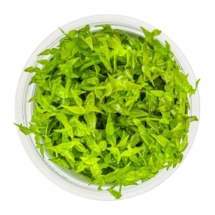 Gratiola viscidula von oben