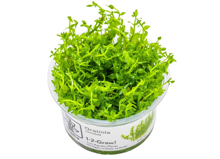 Gratiola viscidula - InVitro