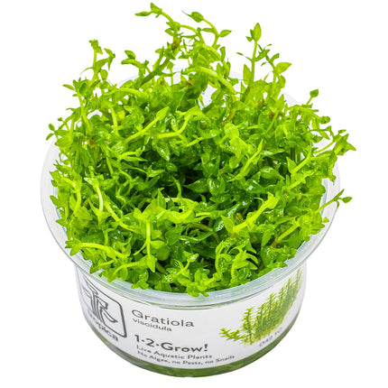 Gratiola viscidula - InVitro