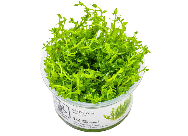 Gratiola viscidula - InVitro