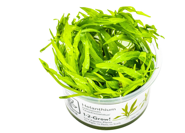 Helanthium bolivianum 'Quadricostatus' InVitro Pflanze