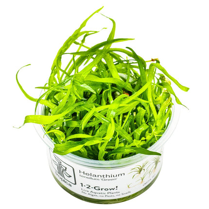 Helanthium tenellum 'Green' InVitro