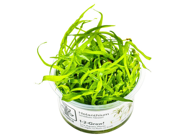 Helanthium tenellum 'Green' InVitro