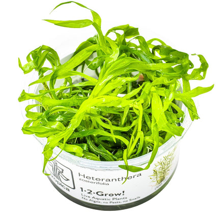 Heteranthera zosterifolia InVitro Pflanze