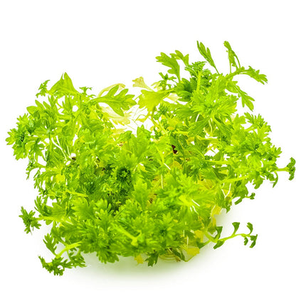 Hottonia palustris