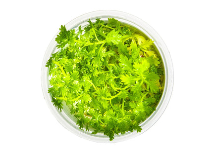 Hottonia palustris von oben