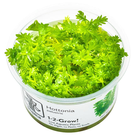Hottonia palustris - InVitro Pflanze
