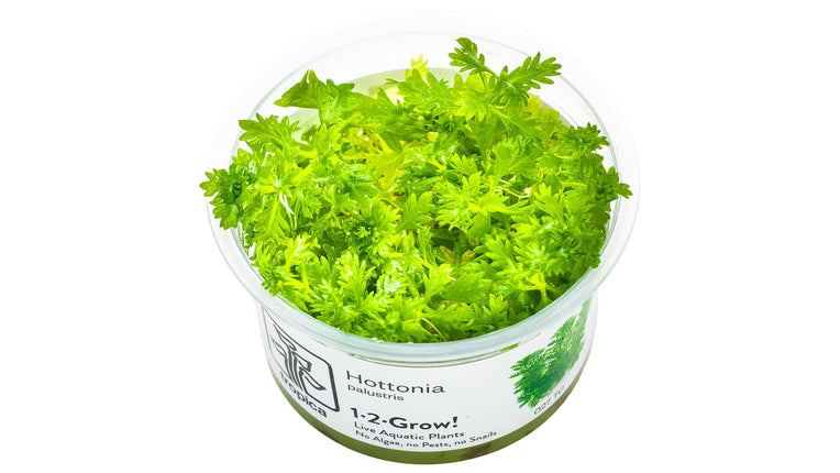 Hottonia palustris - InVitro Pflanze