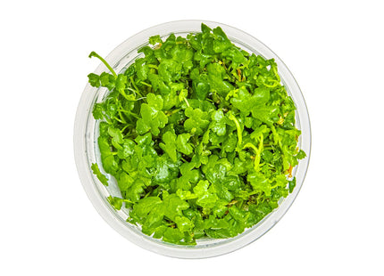 Hydrocotyle tripartita von oben