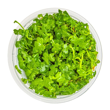 Hydrocotyle tripartita von oben