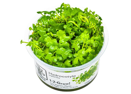 Hydrocotyle tripartita InVitro Pflanze