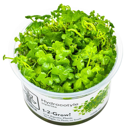 Hydrocotyle tripartita InVitro Pflanze