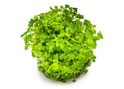 Hydrocotyle tripartita