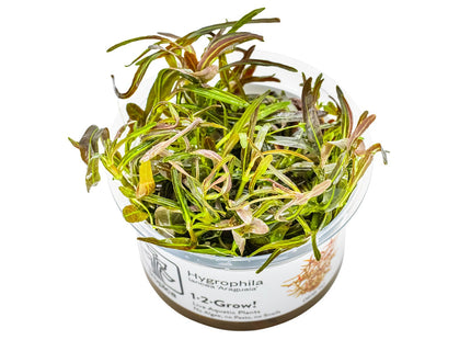 Hygrophila lancea 'Araguaia' InVitro Pflanze