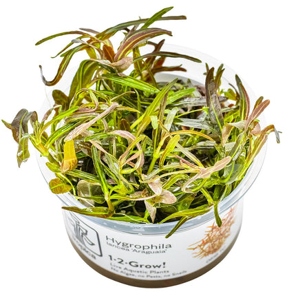 Hygrophila lancea 'Araguaia' InVitro Pflanze
