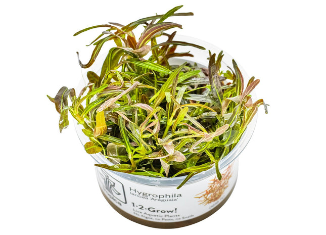 Hygrophila lancea 'Araguaia' InVitro Pflanze